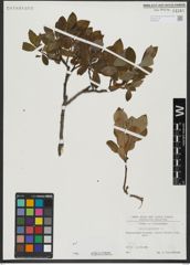 Foto von Salix hastata L.